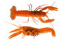 Extreme Red Holthuisi Lobster :: 90017