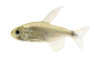 Kitty Heliacus Tetra :: 71093