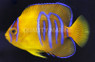 Clarion Angelfish