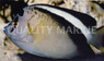 Griffis Angelfish, Juvenile