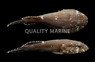 Yellow Striped Clingfish