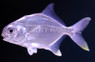 Pompano Fish