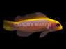 Sunrise Dottyback