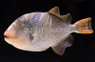 Yellow Margin Triggerfish