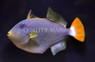 Yellow-Fin Pinktail Triggerfish :: 32030