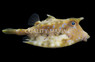 Thornback Cowfish