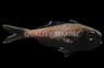 Splitfin Flashlight fish
