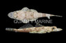 Crocodilefish