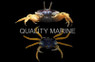 Blue Fiddler Crab :: 52510