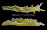 Lettuce Nudibranch :: 55014