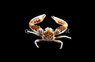 Anemone Crab :: 52502