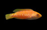 Squire's Fairy Wrasse :: 62693