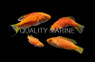 Squire's Fairy Wrasse Harem (1 Male, 3 Females) :: 58127