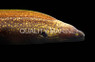 Grayface Moray Eel