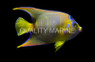 Queen Angelfish, Brazil :: 10208