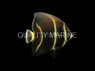 French Angelfish, Brazil Sub-Adult :: 10212