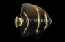 Gray Angelfish, Brazil Sub-Adult :: 10214