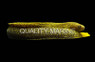 Dark Body Goldentail Eel :: 16068