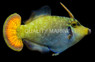Redtail Filefish