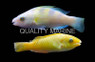 Colored Parrotfish :: 24006