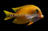 Short Tail Bristletooth Tang