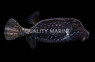 Reticulate Boxfish