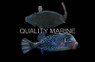 Reticulate Boxfish