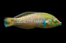 Argus Wrasse