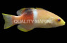 Palebar Hogfish :: 58380