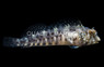 Assorted Blenny :: 12532