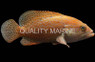 Pacific Mutton Hamlet :: 20509