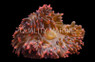Grade A Rose Bulb Anemone  :: 50090
