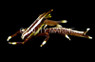 Colored Crinoid Squat Lobster :: 52504