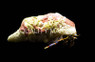 White Shell Dwarf Blue Leg Hermit Crab :: 52582