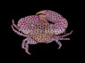 Red Spotted Trapezia Crab :: 52587