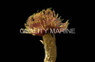 Campfire Feather Duster :: 53516