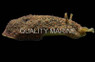 Green Sea Hare :: 55030