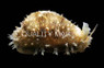 Gold Ring Cowrie Snail :: 57096