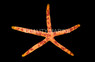 Multicolor Linckia Sea Star :: 59001