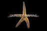 Colored Pyramid Sea Star :: 59074