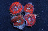 Red St. Thomas Bubble Mushroom :: 55706