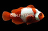 Maroon Clownfish, Snowflake :: 14174