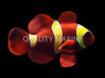 Gold Stripe Maroon Clownfish