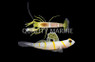 Assorted Prawn Goby and Shrimp :: 18622