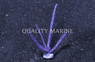 Purple Sea Plume :: 51038