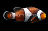 Mocha Ocellaris Clownfish, QM Labs :: 14181
