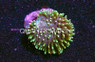 Toadstool Leather Green Polyp Nano :: 51559