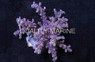 Tree, Assorted :: 29958