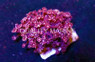 Alveopora, Branch Purple :: 14317