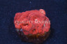 Red Blastomussa Wellsi Coral :: 50144